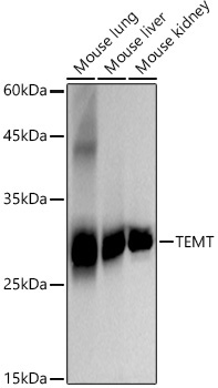 TEMT Rabbit Monoclonal Antibody