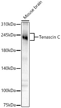 Tenascin C Rabbit Polyclonal Antibody