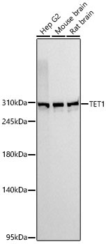 TET1 Rabbit Monoclonal Antibody