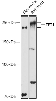 TET1 Rabbit Polyclonal Antibody