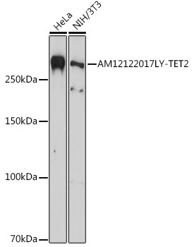TET2 Mouse Monoclonal Antibody