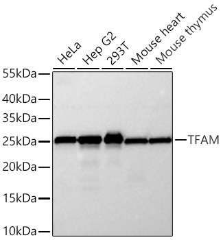 TFAM Rabbit Monoclonal Antibody