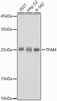 TFAM Rabbit Polyclonal Antibody