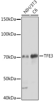 TFE3 Rabbit Monoclonal Antibody