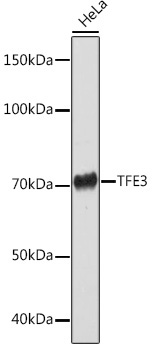 TFE3 Rabbit Monoclonal Antibody - Image 2