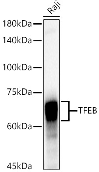 TFEB Rabbit Monoclonal Antibody