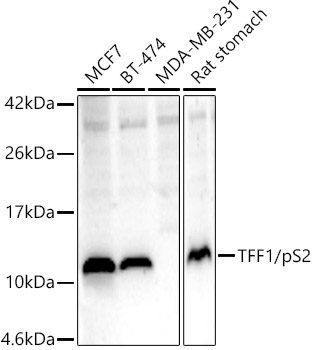 TFF1/pS2 Rabbit Polyclonal Antibody