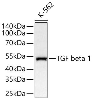 TGF beta 1 Rabbit Polyclonal Antibody
