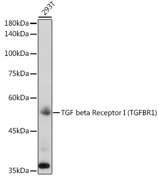 TGF beta Receptor I (TGFBR1) Rabbit Polyclonal Antibody