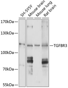 TGFBR3 Rabbit Polyclonal Antibody