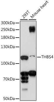 THBS4 Rabbit Polyclonal Antibody