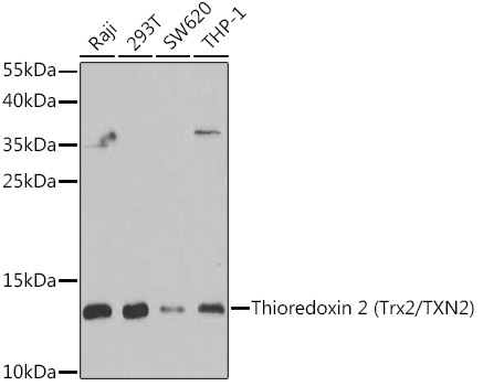 Thioredoxin 2 (Trx2/TXN2) Rabbit Polyclonal Antibody