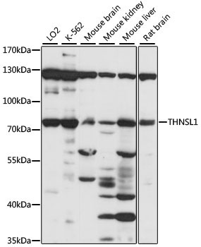 THNSL1 Rabbit Polyclonal Antibody