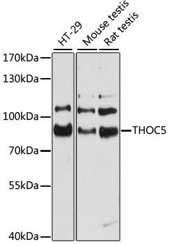 THOC5 Rabbit Polyclonal Antibody