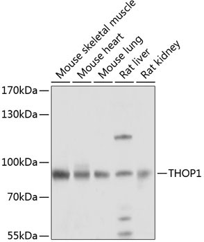 THOP1 Rabbit Polyclonal Antibody