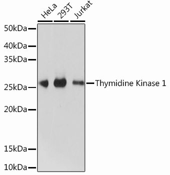 Thymidine Kinase 1 Rabbit Monoclonal Antibody