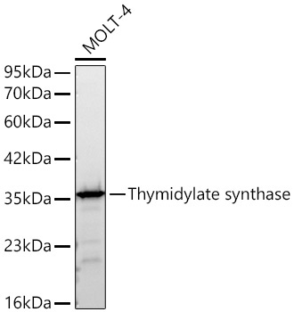 Thymidylate synthase Rabbit Monoclonal Antibody