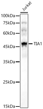 TIA1 Rabbit Polyclonal Antibody