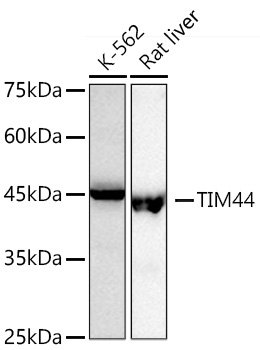 TIM44 Rabbit Monoclonal Antibody