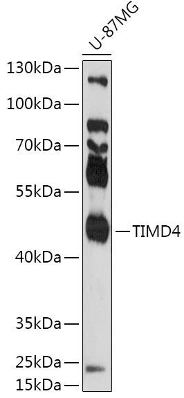 TIMD4 Rabbit Polyclonal Antibody