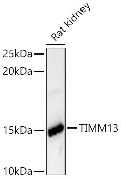 TIMM13 Rabbit Polyclonal Antibody