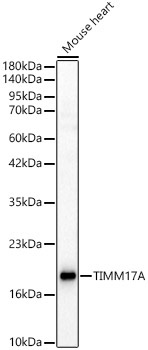 TIMM17A Rabbit Polyclonal Antibody