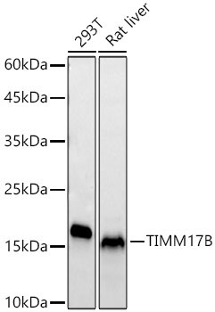 TIMM17B Rabbit Monoclonal Antibody