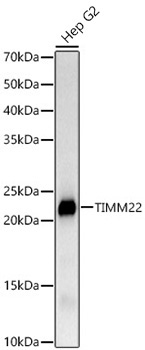 TIMM22 Rabbit Monoclonal Antibody