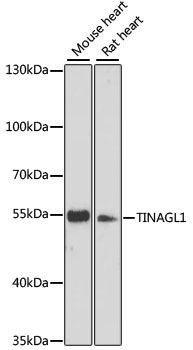 TINAGL1 Rabbit Polyclonal Antibody