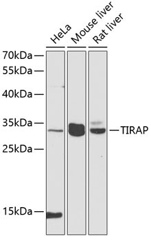 TIRAP Rabbit Polyclonal Antibody