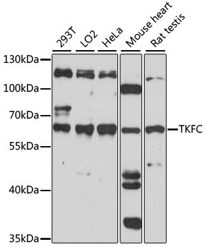 TKFC Rabbit Polyclonal Antibody