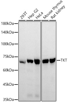 TKT Rabbit Polyclonal Antibody