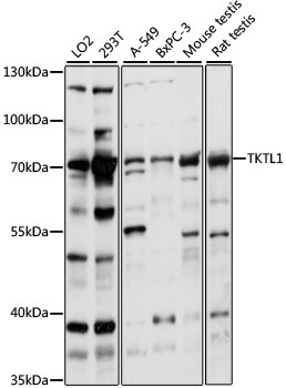 TKTL1 Rabbit Polyclonal Antibody