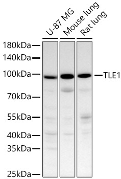 TLE1 Rabbit Monoclonal Antibody