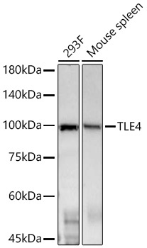 TLE4 Rabbit Monoclonal Antibody