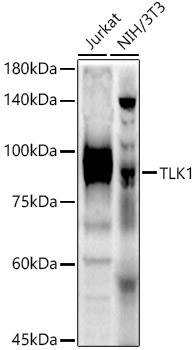 TLK1 Rabbit Polyclonal Antibody