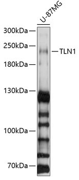 TLN1 Rabbit Polyclonal Antibody