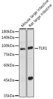 TLR1 Rabbit Polyclonal Antibody