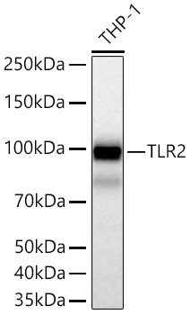 TLR2 Rabbit Monoclonal Antibody