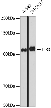 TLR3 Rabbit Polyclonal Antibody