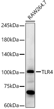 TLR4 Rabbit Polyclonal Antibody