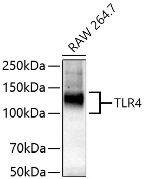 TLR4 Rabbit Polyclonal Antibody