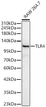 TLR4 Rabbit Polyclonal Antibody