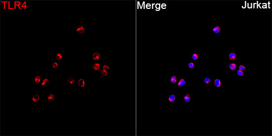 TLR4 Rabbit Polyclonal Antibody - Image 2