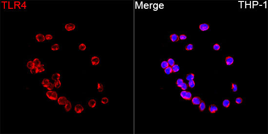 TLR4 Rabbit Polyclonal Antibody - Image 3