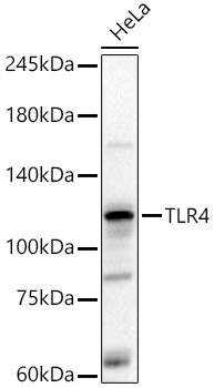TLR4 Rabbit Polyclonal Antibody