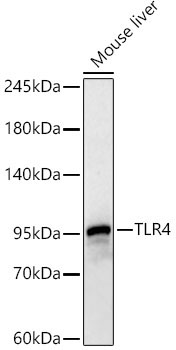 TLR4 Rabbit Polyclonal Antibody - Image 2