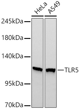 TLR5 Rabbit Monoclonal Antibody