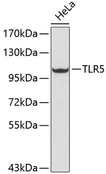 TLR5 Rabbit Polyclonal Antibody