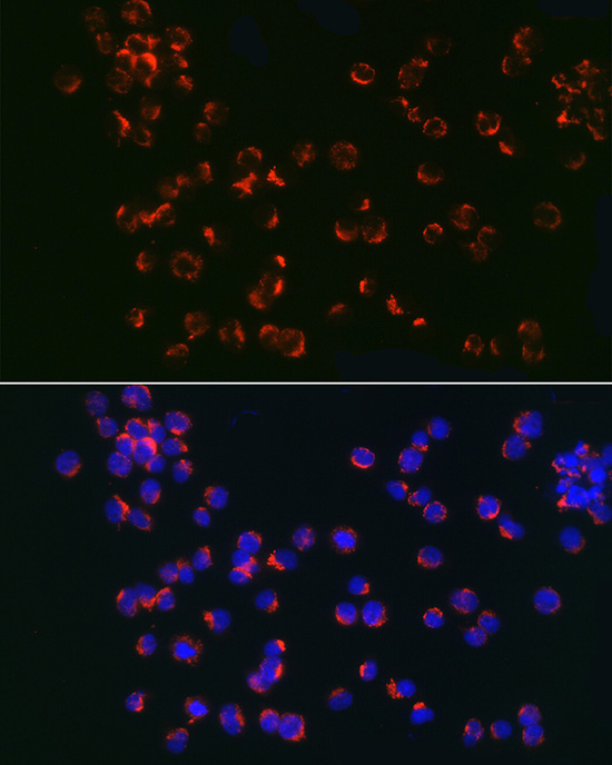 TLR6 Rabbit Polyclonal Antibody - Image 2